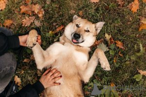 Foto №2 zu Ankündigung № 97189 zu verkaufen mischlingshund - einkaufen Russische Föderation aus dem tierheim