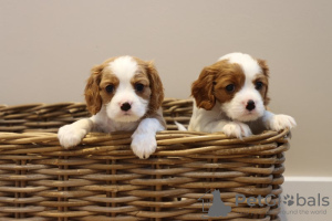 Foto №2 zu Ankündigung № 110704 zu verkaufen cavalier king charles spaniel - einkaufen USA quotient 	ankündigung