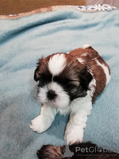 Foto №4. Ich werde verkaufen lhasa apso, shih tzu in der Stadt Vilnius. quotient 	ankündigung, vom kindergarten, züchter - preis - 600€