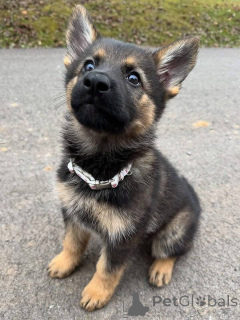 Foto №1. deutscher schäferhund - zum Verkauf in der Stadt Berlin | verhandelt | Ankündigung № 157400