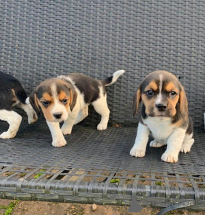 Foto №1. beagle - zum Verkauf in der Stadt Marseille | Frei | Ankündigung № 12284