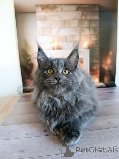 Zusätzliche Fotos: Ein schicker Kätzchenjunge