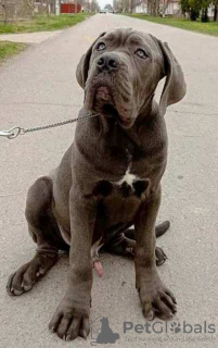 Foto №3. Cane Corso-Welpen. Serbien