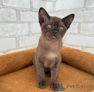 Foto №1. abessinierkatze - zum Verkauf in der Stadt Leverkusen | 350€ | Ankündigung № 177592