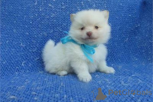 Foto №1. pommersche spitz - zum Verkauf in der Stadt Greenville | 372€ | Ankündigung № 141882