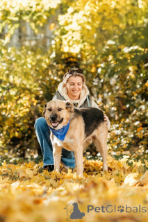 Foto №4. Ich werde verkaufen mischlingshund in der Stadt Moskwa. quotient 	ankündigung - preis - Frei