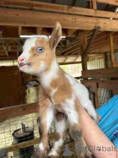 Foto №1.  - zum Verkauf in der Stadt Alsdorf | verhandelt | Ankündigung № 161735