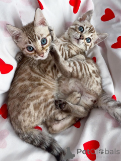 Foto №1. savannah-katze - zum Verkauf in der Stadt Hille | verhandelt | Ankündigung № 167309