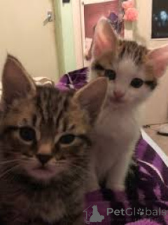 Foto №2 zu Ankündigung № 166946 zu verkaufen europäisch kurzhaar - einkaufen Finnland quotient 	ankündigung, züchter