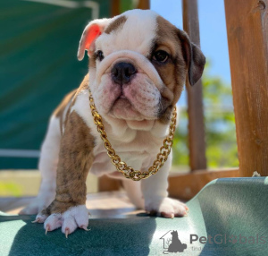 Foto №4. Ich werde verkaufen englische bulldogge in der Stadt Perth. quotient 	ankündigung - preis - verhandelt