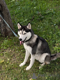 Foto №4. Ich werde verkaufen siberian husky in der Stadt Tiflis. quotient 	ankündigung - preis - Frei