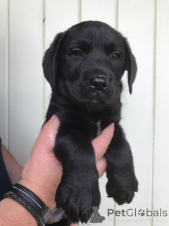 Foto №1. labrador retriever - zum Verkauf in der Stadt Huissau-sur-Cosson | verhandelt | Ankündigung № 168304