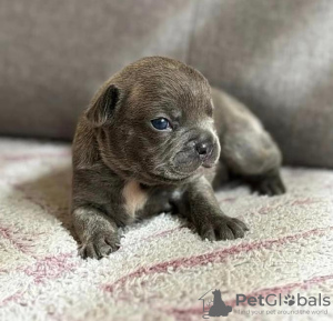 Foto №1. französische bulldogge - zum Verkauf in der Stadt Tampere | verhandelt | Ankündigung № 119795