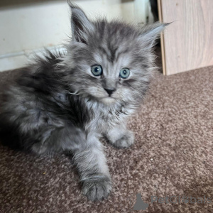 Foto №2 zu Ankündigung № 137992 zu verkaufen maine-coon-katze - einkaufen USA quotient 	ankündigung