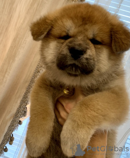 Foto №3. Akita Inu Welpen. Russische Föderation
