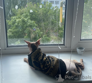 Foto №3. Katze. Weißrussland