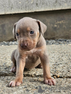 Foto №3. Amerikanische Pitbullterrier-Welpen. Kroatien