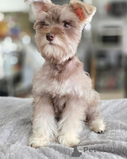 Foto №2 zu Ankündigung № 169114 zu verkaufen schnauzer - einkaufen Finnland quotient 	ankündigung