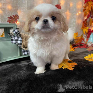 Foto №1. pekingese - zum Verkauf in der Stadt WELS | 350€ | Ankündigung № 170139