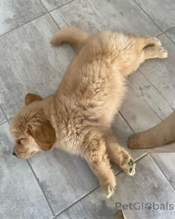 Foto №2 zu Ankündigung № 139208 zu verkaufen golden retriever - einkaufen Griechenland züchter