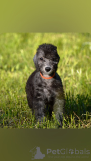 Foto №3. Bedlington Terrier. Russische Föderation