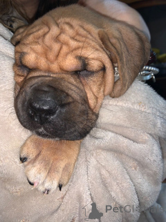 Foto №3. Bullmastiff-Welpen. Schweden