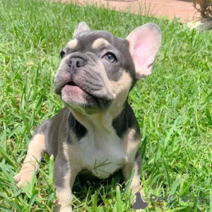 Foto №1. französische bulldogge - zum Verkauf in der Stadt Chemnitz | 360€ | Ankündigung № 127363