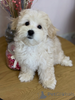 Foto №3. Lernen Sie Milo kennen, ein Bündel Liebe, Lachen und endloses Kuscheln!. Deutschland