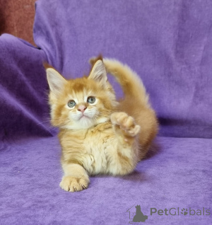 Foto №3. Unere Jungs Ziehen Diese Tiere mit dem Sanftasen Charakter Groß. Umzugsfertig,. Deutschland