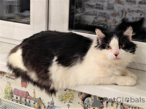 Foto №2 zu Ankündigung № 165784 zu verkaufen  - einkaufen Weißrussland quotient 	ankündigung