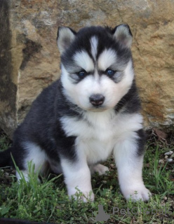Foto №1. siberian husky - zum Verkauf in der Stadt Tiflis | verhandelt | Ankündigung № 172127