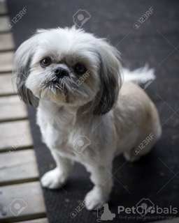 Foto №2 zu Ankündigung № 9232 zu verkaufen shih tzu - einkaufen USA züchter