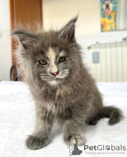 Foto №2 zu Ankündigung № 103250 zu verkaufen maine-coon-katze - einkaufen USA züchter