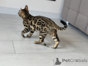 Foto №1. bengal katzenrasse - zum Verkauf in der Stadt Boston | verhandelt | Ankündigung № 100955