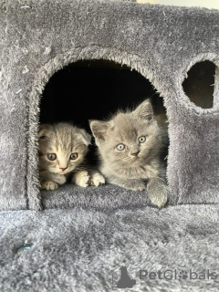 Foto №3. BKH/Scottish Fold. Deutschland