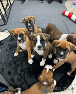 Foto №3. Boxerliebhaber wissen, dass es nichts Schöneres gibt, als zu einem Boxer nach. Kanada