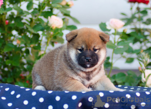 Foto №3. Shiba Inu Welpen. Russische Föderation