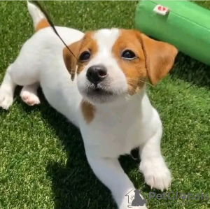 Foto №3. Wunderschöne Miniatur-Jack-Russell-Welpen Business WhatsApp 37256062792. Finnland