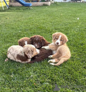 Foto №2 zu Ankündigung № 175985 zu verkaufen australian shepherd - einkaufen Deutschland quotient 	ankündigung