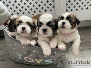 Foto №3. Entzückende Shih Tzu Welpen zur kostenlosen Adoption. Deutschland