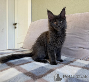 Foto №2 zu Ankündigung № 155698 zu verkaufen maine-coon-katze - einkaufen Belgien quotient 	ankündigung