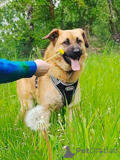 Foto №2 zu Ankündigung № 163650 zu verkaufen mischlingshund - einkaufen Russische Föderation quotient 	ankündigung