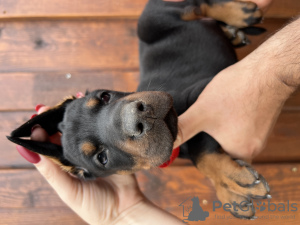 Foto №3. Dobermann FCI. Polen