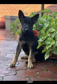 Foto №1. deutscher schäferhund - zum Verkauf in der Stadt Kragujevac | verhandelt | Ankündigung № 159097