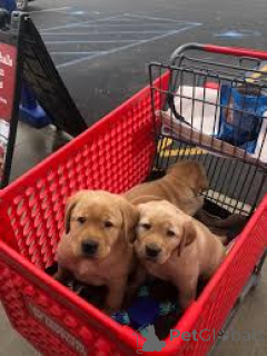 Foto №4. Ich werde verkaufen labrador retriever in der Stadt Wien. quotient 	ankündigung, züchter - preis - 700€