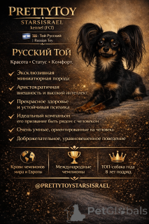 Foto №2 zu Ankündigung № 163672 zu verkaufen russkiy toy - einkaufen Israel vom kindergarten