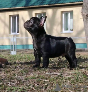 Foto №3. Französische Bulldogge. Die besten Welpen.. Weißrussland