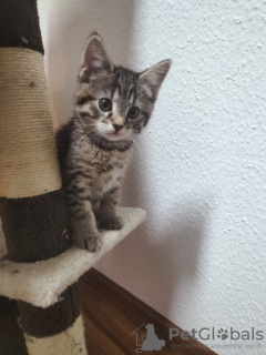 Foto №1. hauskatze - zum Verkauf in der Stadt Гамбург | verhandelt | Ankündigung № 125658