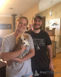 Foto №4. Ich werde verkaufen welsh corgi in der Stadt Barcelona. züchter - preis - 700€