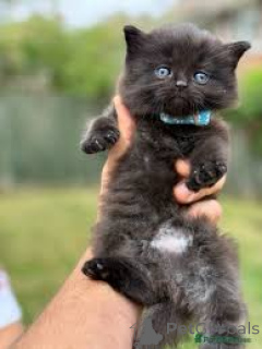 Foto №4. Ich werde verkaufen munchkin in der Stadt Bernex. quotient 	ankündigung, züchter - preis - 550€